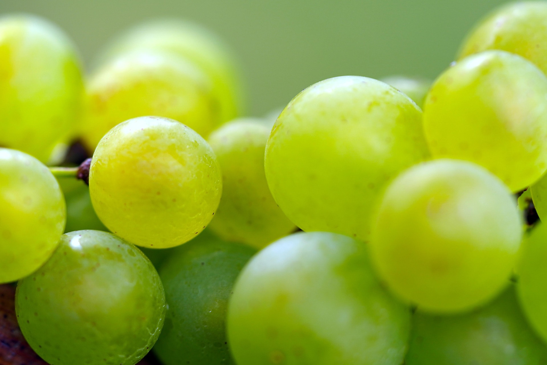 Premium wine grapes