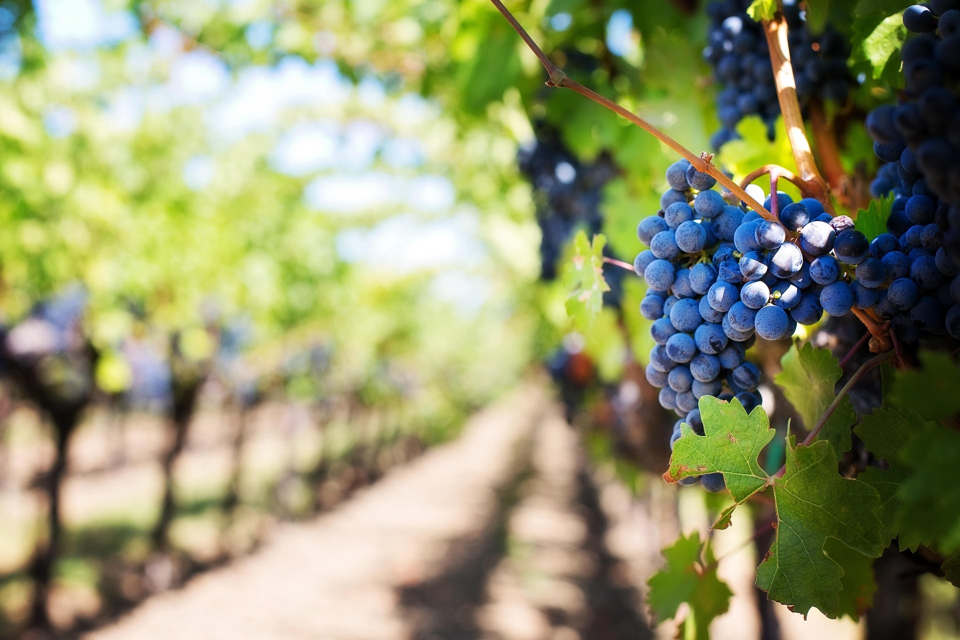 Wine grapes on the vine