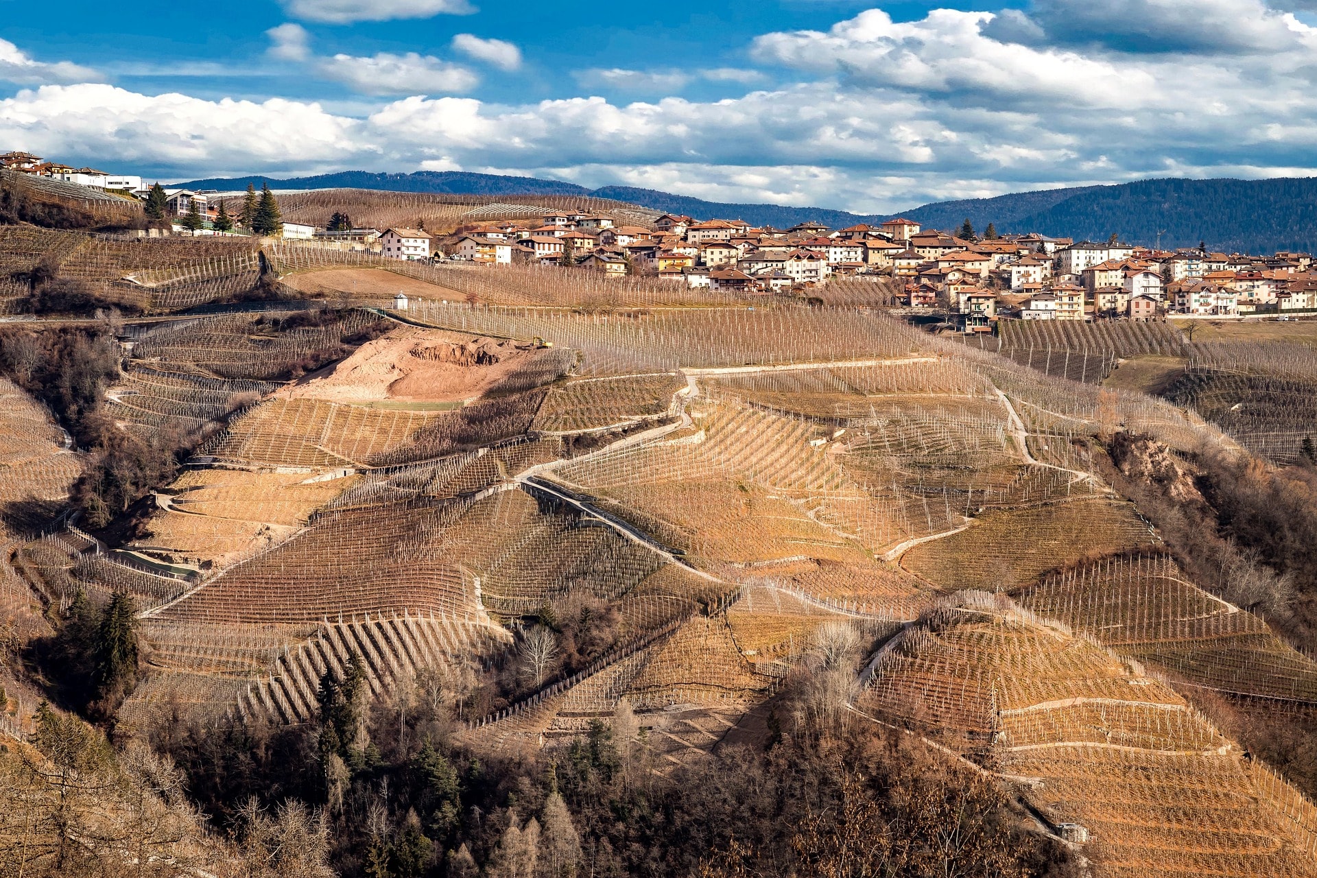 Wine growers at work