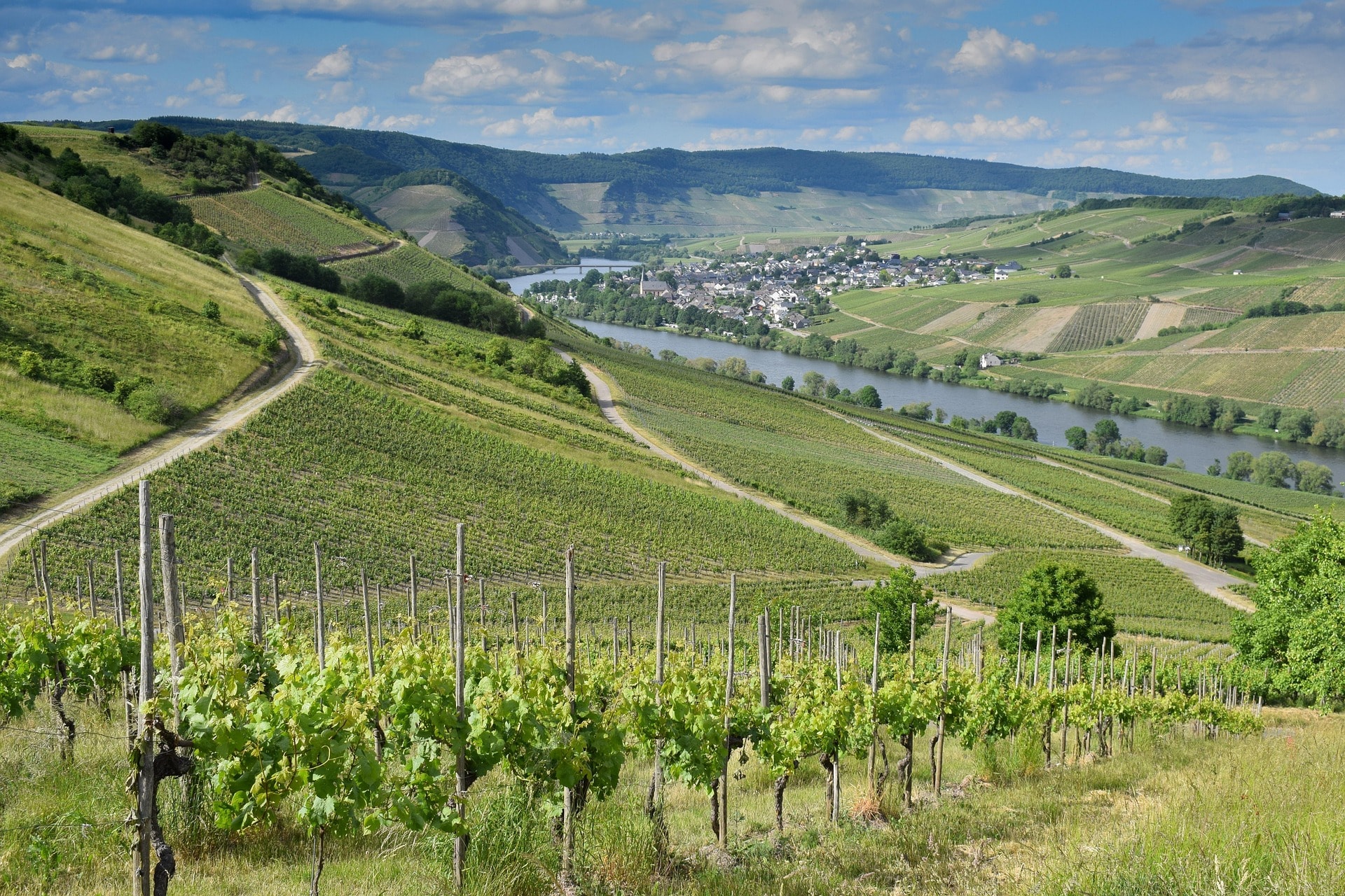 Beautiful vineyard landscape